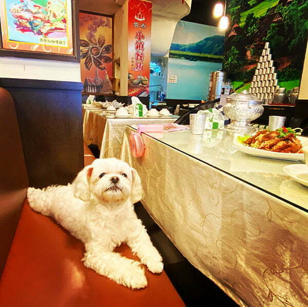 台北公館寵物友善餐廳-雲泰小鎮泰式料理